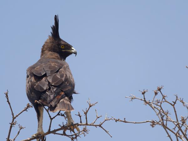 <h3><a href="/trips/tanzania/biota/animalia/chordata/aves/017 accipitriformes/004 accipitridae/lophaetus occipitalis/lophaetus occipitalis-nl.html">Lophaetus&nbsp;occipitalis</a> / Long‑crested&nbsp;eagle / Afrikaanse&nbsp;zwarte&nbsp;kuifarend</h3>OM-1 Mark II met OLYMPUS M.150-400mm F4.5 TC, 1/2000 sec  bij F5.6, ISO 1250, afstand 21.5&nbsp;m